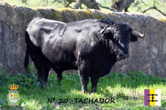 Nº 20 TACHADOR