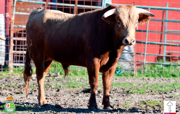 Novillos 1ª Novillada Clasificatoria XII Alfarero de Plata 2026